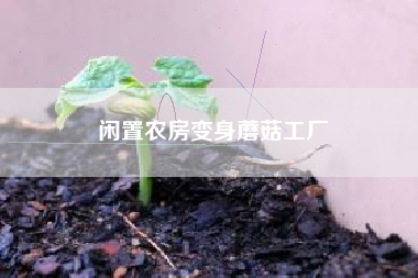 闲置农房变身蘑菇工厂