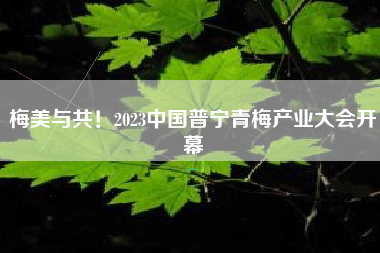 梅美与共！2023中国普宁青梅产业大会开幕